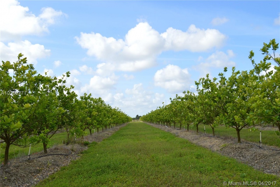 Homestead,Florida 33030,Commercial Land,217 AVE,A10263771