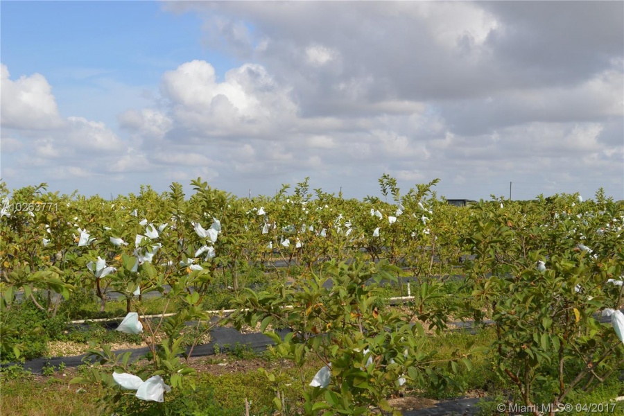 Homestead,Florida 33030,Commercial Land,217 AVE,A10263771